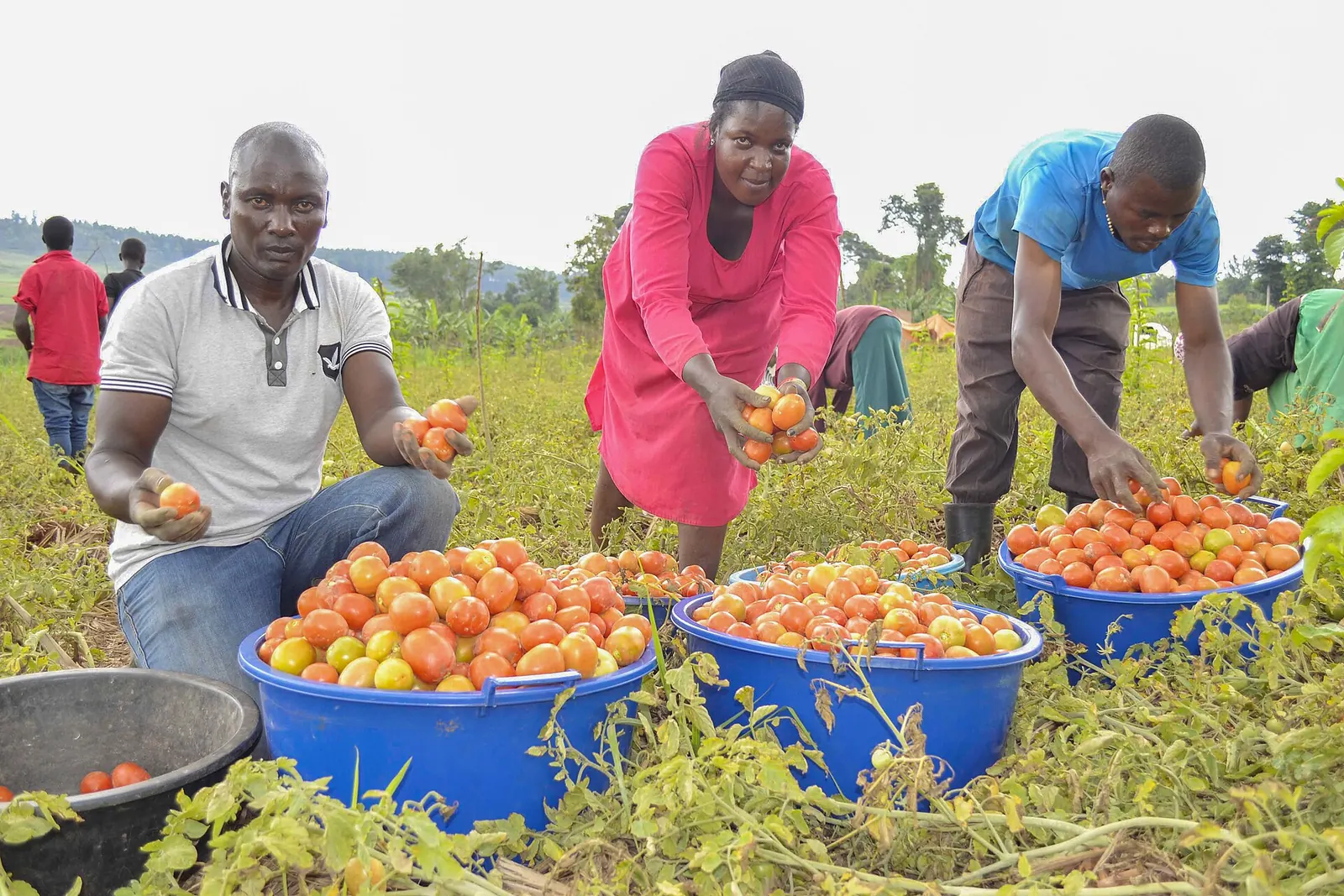 Farmers harvesting tomatoes together